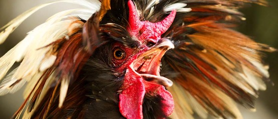 Pullorum-Typhoid Clinic