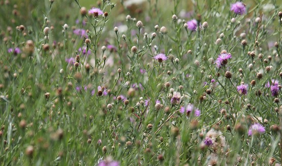 meadow knappweed