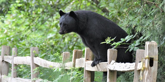 A black bear leaning on a fence
