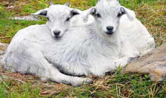 Cashmere goat kids
