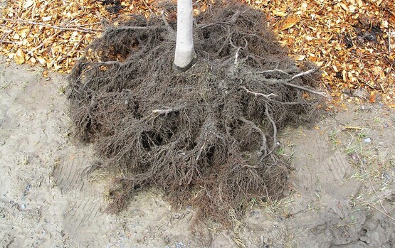 Adventitious roots of a bare root tree grown in a Missouri Gravel Bed nursery