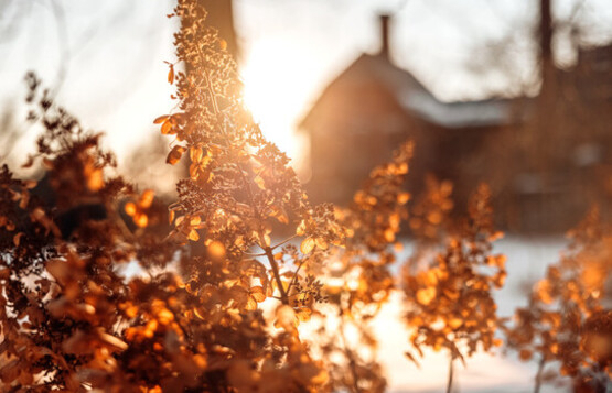 Master Gardener Winter Lecture Series