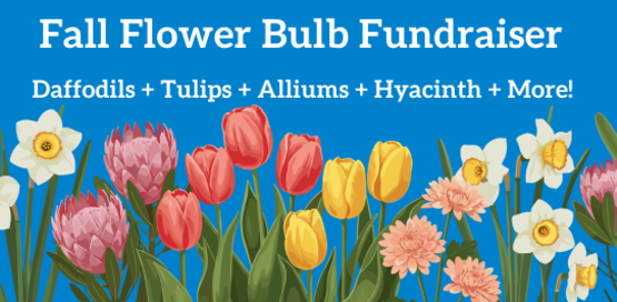 Fall Bulb Fundraiser
Daffodils + Tulips + Alliums + Hyacinth + More!