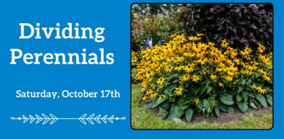 Dividing Perennials
Saturday, October 17th