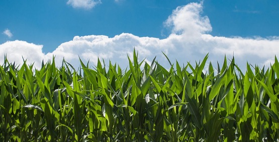Cornfield