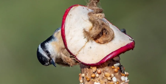 Pinecone Bird Feeder With Bird