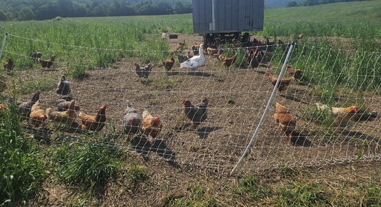 Backyard Chickens 101