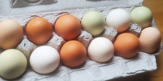 Backyard Chicken Eggs