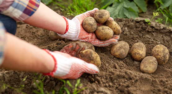 Aspiring Farmer Program