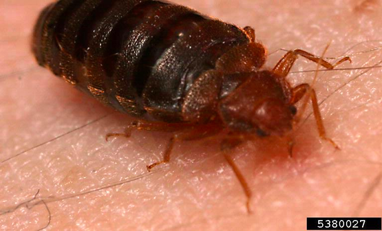 bed bug 
Cimex lectularius