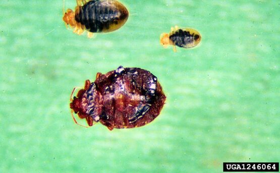 bed bug life cycle,
Cimex lectularius
