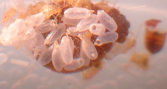 bed bug eggs,
Cimex lectularius 