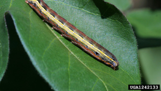 Armyworm larva