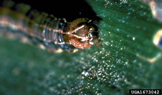 Armyworm close-up