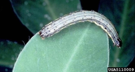 Armyworm size comparison to leaf