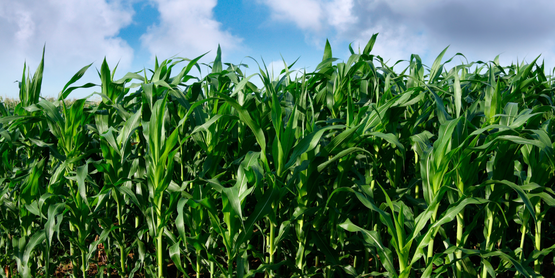 Corn Field