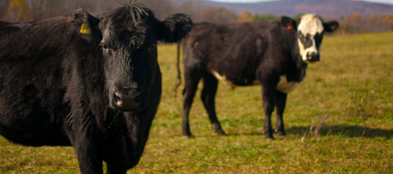 Beef cattle at Polyface Farm, Va.