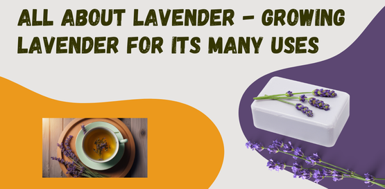 BANNER All About Lavender