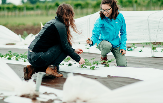 Women Working Strawberries