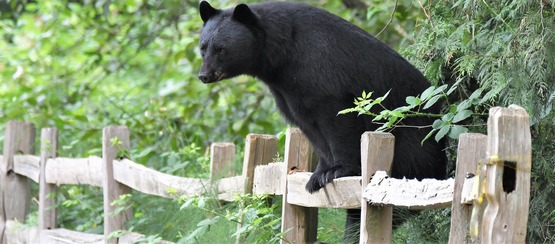 Photo of a bear on a fence