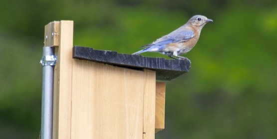 Bluebird house. 