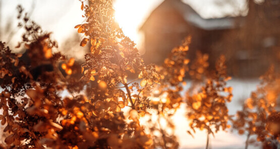 Master Gardener Winter Lecture Series