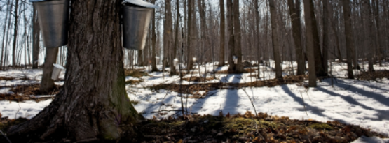 maple sugaring sap 
