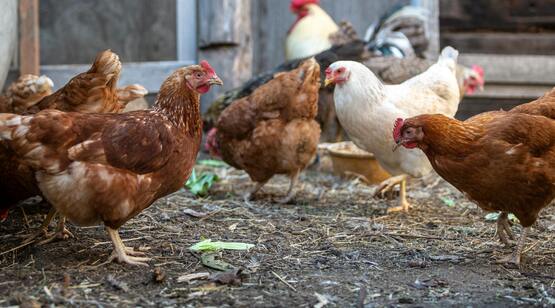 Chickens eating feed
