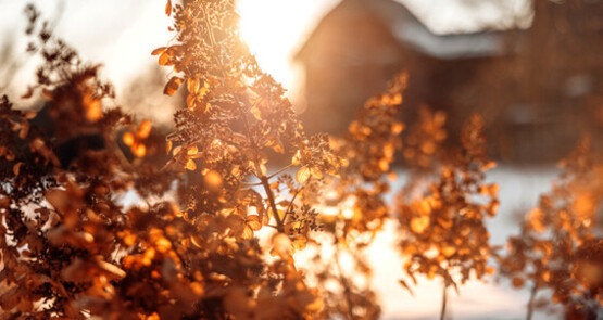 Master Gardener Winter Lecture Series