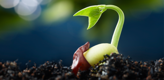 plant emerging from a seed