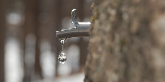 Tapped maple syrup dripping