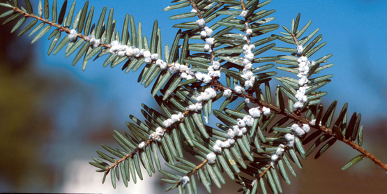 Hemlock branch