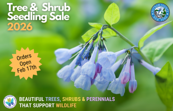 Annual Seedling Sale Flyer