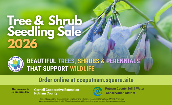 Tree and Shrub Seedling Sale
