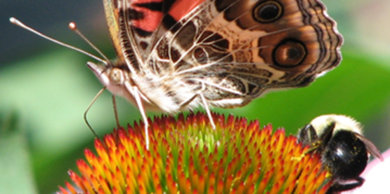 butterfly and bee on flower