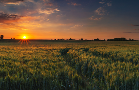 farm with sunset
