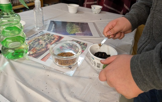 Youth planting microgreens