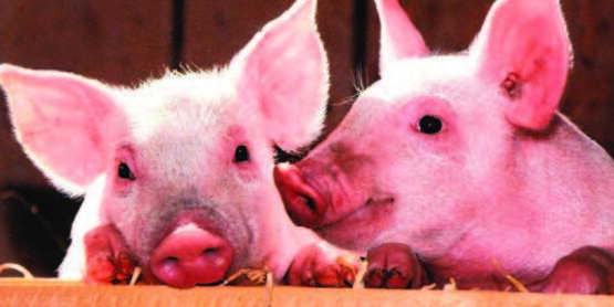 Family Farm Day 2020 Farm Listings Pigs