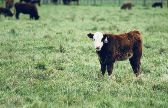 Beef Calf