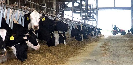 Feeding time in the free stall heifer barns at Brubaker Farms, which is both a diary and green energy producer in Mount Joy, PA on March 19, 2011.
