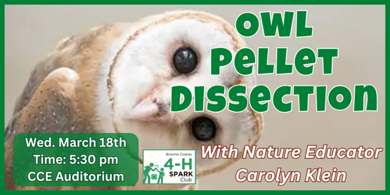 Join nature educator, Carolyn Klein, for a hands-on exploration into the fascinating world of barn owls. In this interactive class, participants will dissect real barn owl pellets to uncover the bones and remains of the owl’s prey. 

Who: All Broome County 4-H Members
When: Wednesday, March 18, 2026
Time: 5:30pm
Where: CCE Auditorium