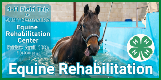 Join us for a behind-the-scenes tour of the SUNY Morrisville Equine Rehabilitation Center, one of the few specialized equine rehabilitation facilities in the Northeast. This unique opportunity will give 4-H members an inside look at how modern rehabilitation therapies support equine health, soundness, and recovery from injury.

Depending on the patients scheduled on the day of our visit, 4-H’ers may observe a variety of advanced rehabilitation tools in action, such as the underwater treadmill, equine swimming programs, vibration plate therapy, MagnaWave (pulsed electromagnetic field therapy), and other specialized equipment.

This tour is ideal for youth interested in equine science, veterinary medicine, or horse management, and it offers valuable real-world insight into careers and technologies used in the equine industry today. Please note that specific demonstrations will depend on the horses being treated at the time of the visit.​

Who: Broome County 4-H Members

When: Friday, April 10, 2026

Time: 10:30 am

Where: SUNY Morrisville Equine Rehabilitation Center

4414 US Route 20, Morrisville, NY 13408