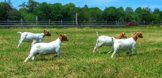 goats in field