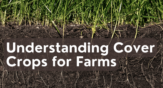 BANNER Understanding CC