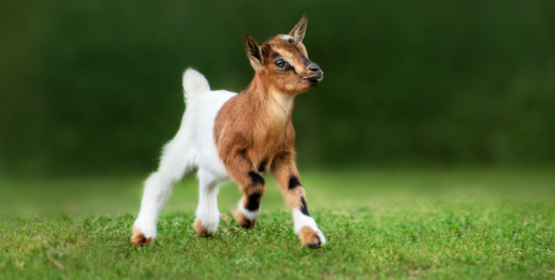 goat kid