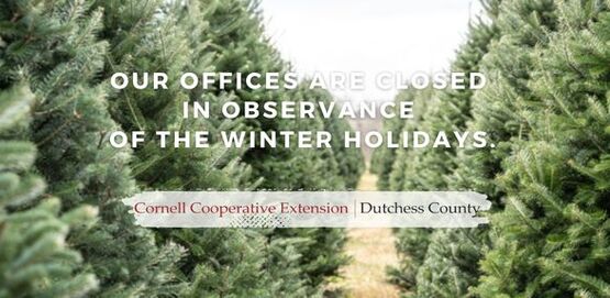 Christmas/Winter Header