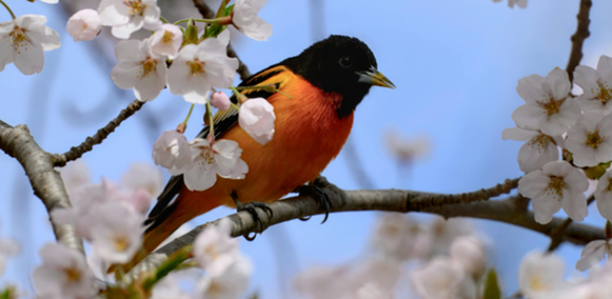 Baltimore oriole