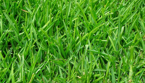 grass