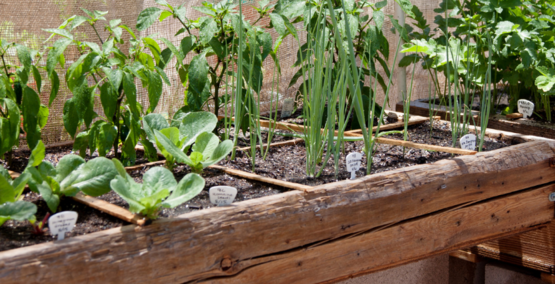 small space square foot gardening