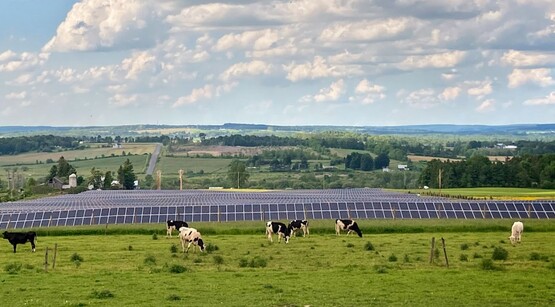 Cornell University's Dryden solar farm sits next to fields hosting cows and is partially grazed by sheep.